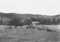 Haying in a field in Williamsville, Vt.