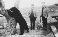 A Bear Shot Near West Wardsboro, Vt.]