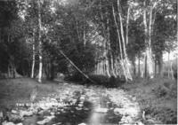 The Birches, Ames Hill, Vt.