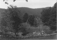 Cows in a pasture with stone walls, Williamsville, Vt.