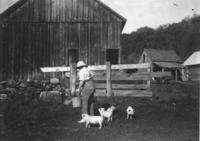 Barnyard with Edith Thayer feeding pigs