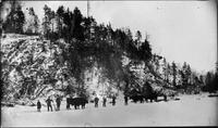 Oxen pulling logs