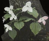 Trillium - Grandiflorium