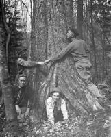 Big Birch in Smugglers' Notch