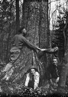 Big Birch in Smugglers' Notch