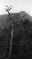 Tree and mountain top