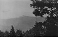 Trees and mountain view