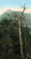 Tree and Couching Lion (Camel's Hump) from the South