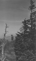 Trees and cloudy sky