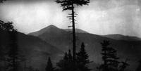 Tree and mountains