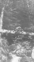 Woman climbing over a downed tree