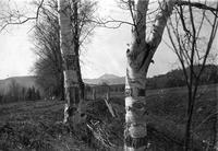 Camel's Hump between birches