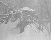 Rabbit (Snowshoe or North American Hare) on Couching Lion (Camel's Hump)