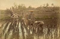 Group of farmers tending to their crops