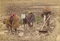 Farmers planting their crop