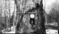 Gauge on tree