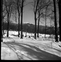 View of Green Mountains through the sugar bush