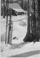 Collecting sap in the sugar bush