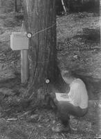 Worker collecting data in sugar bush