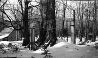 Collecting maple sap in the sugar bush