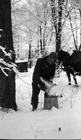 Maple sap collection