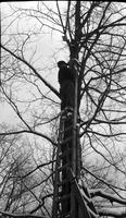 Worker on ladder in the sugar bush