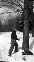 Worker tapping sugar maple