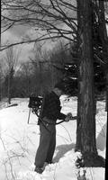 Worker power-tapping sugar maple