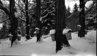 Collection buckets in the sugar bush