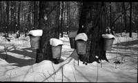 Collection buckets in the sugar bush