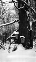 Collection buckets in the sugar bush