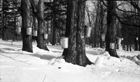 Collection buckets in the sugar bush