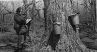 Worker collecting data in the sugar bush