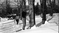 Collecting maple sap