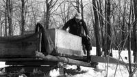 Worker collecting sap to transport to sugar house