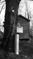 Collection bucket in front of research shed